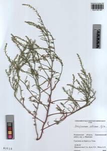 KUZ 003 567, Corispermum sibiricum Iljin, Siberia, Altai & Sayany Mountains (S2) (Russia)