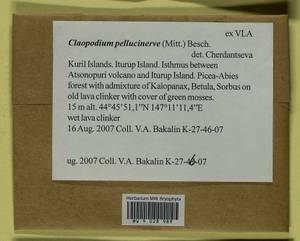 Claopodium pellucinerve (Mitt.) Best, Bryophytes, Bryophytes - Russian Far East (excl. Chukotka & Kamchatka) (B20) (Russia)