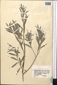 Salix kirilowiana Stschegl., Middle Asia, Dzungarian Alatau & Tarbagatai (M5) (Kazakhstan)