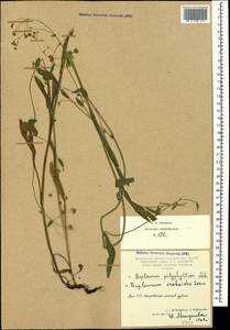 Bupleurum polyphyllum Ledeb., Caucasus, Armenia (K5) (Armenia)