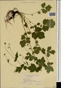 Geum urbanum L., Crimea (KRYM) (Russia)
