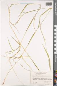 Elymus, Siberia, Central Siberia (S3) (Russia)