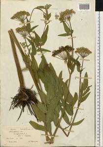 Sium latifolium L., Eastern Europe, Moscow region (E4a) (Russia)