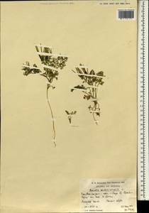 Scandix pecten-veneris L., South Asia, South Asia (Asia outside ex-Soviet states and Mongolia) (ASIA) (Iran)
