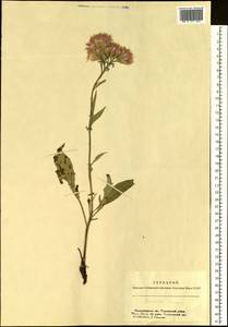 Saussurea amara (L.) DC., Siberia, Western Siberia (S1) (Russia)