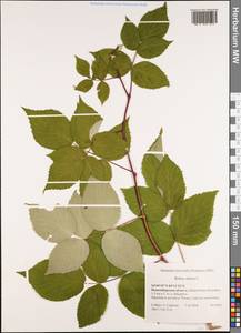 Rubus idaeus L., Siberia, Western Siberia (S1) (Russia)