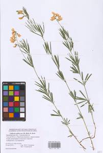 Lathyrus pallescens (M.Bieb.) K.Koch, Eastern Europe, Eastern region (E10) (Russia)