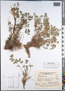 Seseli seravschanicum (Schischk.) Pimenov & Sdobnina, Middle Asia, Pamir & Pamiro-Alai (M2) (Tajikistan)