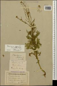 Descurainia sophia (L.) Webb ex Prantl, Caucasus, Stavropol Krai, Karachay-Cherkessia & Kabardino-Balkaria (K1b) (Russia)