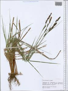 Carex hartmanii Cajander, Eastern Europe, Central forest-and-steppe region (E6) (Russia)