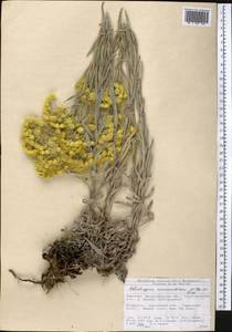 Helichrysum maracandicum Popov ex Kirp., Middle Asia, Northern & Central Tian Shan (M4) (Kyrgyzstan)