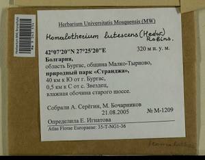 Homalothecium lutescens (Hedw.) H. Rob., Bryophytes, Bryophytes - Western Europe (BEu) (Bulgaria)