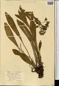 Solenanthus circinnatus Ledeb., Caucasus, Armenia (K5) (Armenia)
