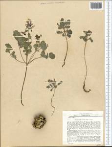 Corydalis darwasica Regel ex Prain, Middle Asia, Pamir & Pamiro-Alai (M2) (Tajikistan)