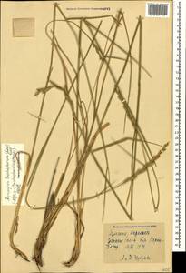 Thinopyrum intermedium subsp. intermedium, Caucasus, Armenia (K5) (Armenia)