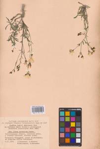 Linum ucranicum (Griseb. ex Planch.) Czern., Eastern Europe, Lower Volga region (E9) (Russia)