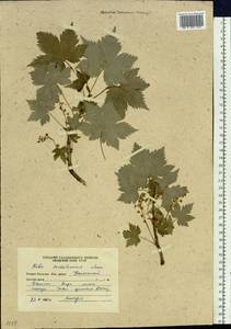 Ribes sachalinense (F. Schmidt) Nakai, Siberia, Russian Far East (S6) (Russia)