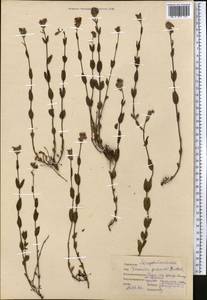 Veronica gorbunovii Gontsch., Middle Asia, Pamir & Pamiro-Alai (M2) (Tajikistan)