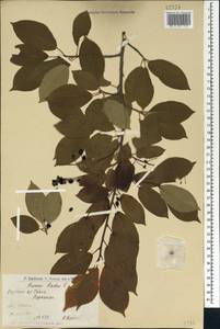 Prunus padus L., Caucasus, Armenia (K5) (Armenia)