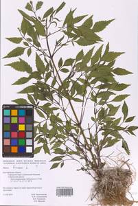 Bidens frondosa L., Eastern Europe, Central forest-and-steppe region (E6) (Russia)