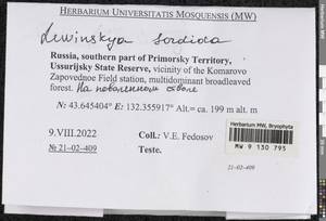 Lewinskya sordida (Sull. & Lesq.) F. Lara, Garilleti & Goffinet, Bryophytes, Bryophytes - Russian Far East (excl. Chukotka & Kamchatka) (B20) (Russia)