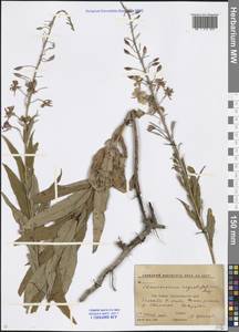 Chamaenerion angustifolium (L.) Scop., Caucasus, Krasnodar Krai & Adygea (K1a) (Russia)