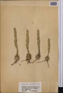 Orostachys thyrsiflora (DC.) Fisch. ex Sweet, Middle Asia, Muyunkumy, Balkhash & Betpak-Dala (M9) (Kazakhstan)