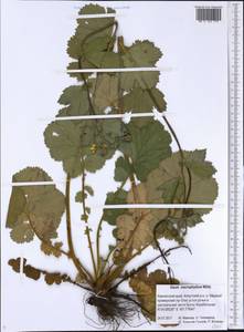 Geum macrophyllum Willd., Siberia, Chukotka & Kamchatka (S7) (Russia)