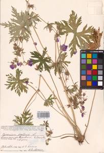 Geranium pratense L., Eastern Europe, Central region (E4) (Russia)