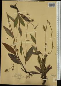 Hieracium caesium subsp. sendtneri (Gremli) Vollm., Western Europe (EUR) (Austria)