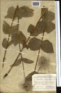 Clematis integrifolia L., Middle Asia, Muyunkumy, Balkhash & Betpak-Dala (M9) (Kazakhstan)