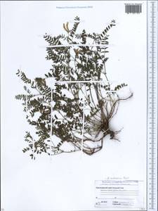 Astragalus humifusus Willd., Caucasus, Krasnodar Krai & Adygea (K1a) (Russia)