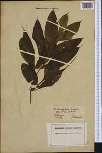 Potamogeton lucens L., Western Europe (EUR) (Germany)