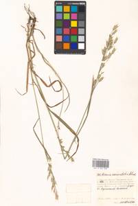 Bromus commutatus Schrad., Eastern Europe, Moscow region (E4a) (Russia)