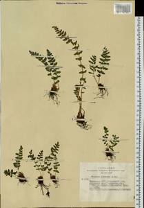 Woodsia ilvensis (L.) R. Br., Siberia, Altai & Sayany Mountains (S2) (Russia)