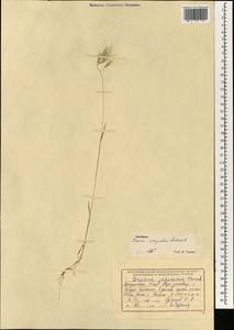 Bromus oxyodon Schrenk, South Asia, South Asia (Asia outside ex-Soviet states and Mongolia) (ASIA) (Afghanistan)