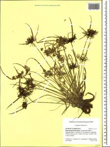 Cyperus fuscus L., Caucasus, Krasnodar Krai & Adygea (K1a) (Russia)