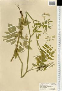 Angelica czernaevia (Fisch. & C. A. Mey.) Kitag., Siberia, Russian Far East (S6) (Russia)