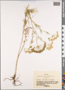 Seseli strictum Ledeb., Siberia, Western Siberia (S1) (Russia)