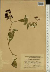 Solanum dulcamara L., Eastern Europe, South Ukrainian region (E12) (Ukraine)