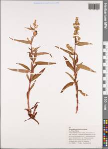 Koenigia tripterocarpa (A. Gray) T. M. Schust. & Reveal, Siberia, Russian Far East (S6) (Russia)