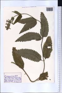 Betonica betoniciflora (Rupr. ex O.Fedtsch. & B.Fedtsch.) Sennikov, Middle Asia, Northern & Central Tian Shan (M4) (Kyrgyzstan)