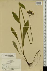 Pilosella caespitosa subsp. caespitosa, Eastern Europe, Moscow region (E4a) (Russia)