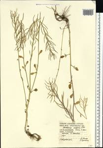 Barbarea vulgaris W. T. Aiton, Eastern Europe, Northern region (E1) (Russia)