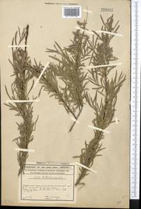 Salix wilhelmsiana M. Bieb., Middle Asia, Syr-Darian deserts & Kyzylkum (M7) (Not classified)