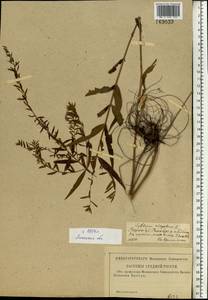 Lythrum virgatum L., Eastern Europe, Central forest-and-steppe region (E6) (Russia)