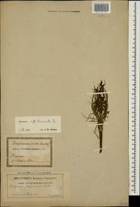 Scorzonera laciniata L., Caucasus, Georgia (K4) (Georgia)