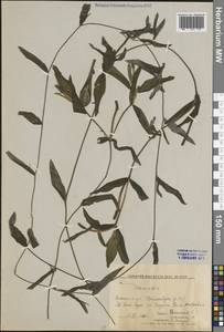 Potamogeton, Eastern Europe, Northern region (E1) (Russia)