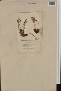 Saxifraga pedemontana subsp. pedatifida (Bonnier & Layens) J. Jalas, Western Europe (EUR) (France)