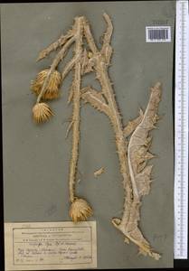 Onopordum leptolepis DC., Middle Asia, Pamir & Pamiro-Alai (M2) (Tajikistan)